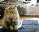 婚活、恋愛お悩み相談ききます マッチングアプリ利用経験者がお話ききます。 イメージ1