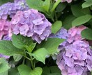 資料用写真も撮ります インターネットの写真じゃなかなか構図が決まらない方 イメージ1
