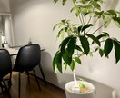 植物のプロが観葉植物のお悩みに答えます 元代官山の花屋の店長がアドバイス イメージ1