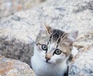 いろんな写真を撮ります 人物や店舗、商品などの写真を撮影させてもらいます イメージ3