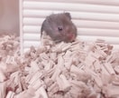 ハムスターの飼い方ご相談のります ハムスター迎えたいけど不安または迎えたけど悩まれてる方 イメージ3