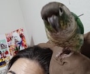 あなたのペットのお悩み解決します 今、一番して欲しいことは? 話せないペットに聞きます。 イメージ7