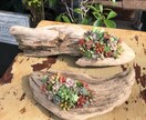 多肉植物の寄せ植えお作りします 多肉植物の専門家があなたにピッタリの寄せ植えをお作りします イメージ8