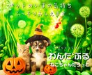 愛しいペットのお気持ちを視て貴方様にお伝えします ペットの気持ち何を想っているか✨ペットロス✨猫ちゃんタロット イメージ1