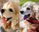 5名限定　愛犬のうちの子オーダーお作りします もう一度会いたい愛犬を羊毛フェルトでお迎えしませんか？ イメージ6