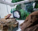 爬虫類（レオパ、アオジタ）の飼育方法教えます 〜爬虫類を初めて飼ってみたい人、飼育初心者の為の飼育方法〜 イメージ2