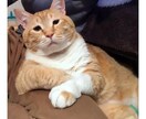 ちょっと、聞いて！というお話しなんでも聞きます こころのモヤモヤ吐きだしてすっきりしましょう イメージ1