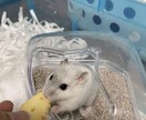 あなたとペットのキズナ深めます 大事な家族のご飯について考えませんか？ イメージ2