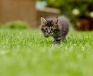 指定顧客様専用 投稿用動画25本作ります 動画投稿サイトに投稿できる動画を作成します イメージ1