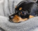 ペットのお悩み、心を込めてお応えします 愛犬・愛猫のお悩み、一緒に寄り添います イメージ2