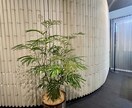植物のプロが観葉植物のお悩みに答えます 元代官山の花屋の店長がアドバイス イメージ4