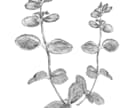植物や食べ物、小道具のかわいいイラストを描きます アイコン・挿絵など用途に合わせたオリジナルイラスト イメージ2