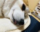 ペットの気持ちお届けします ペットの様子がおかしいなあと思う時、話を聞いてお伝えします イメージ3