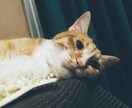 心のメッセージなんでも受け取ります 聞いてほしいことなんでも文字にしてください。受け取ります。 イメージ1