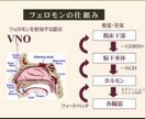 あなた様のフェロモン流出白魔術縁結び致します あなたの深層部分からの魅力を引き出すフェロモン霊波を流します イメージ1