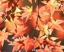 電話占い⭐️【ツインレイン】お相手様の気持ち視ます 複雑愛・復縁・秘密の恋・サイレント・占います イメージ4