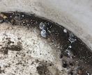 あなたの観葉植物の管理方法をお伝えします 業界歴14年‼ 管理は家の環境それぞれで違うの知ってます？？ イメージ5