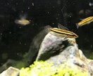 熱帯魚、水草飼育のアドバイスします 熱帯魚飼育初心者の方向けに、生体お迎えまでサポートします♪ イメージ3