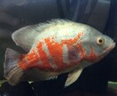 初心者の方へ！観賞魚の飼い方教えます 魚を飼ってみたいけど分からない...という方にオススメ！ イメージ3