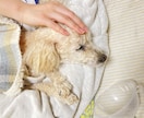 犬猫の悩みごと、何でも相談にのります 保護犬猫ボランティア歴6年。気軽にご相談ください！ イメージ6