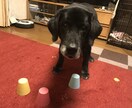 現役スタッフがシニア犬の介護相談のります 寝たきりになっちゃった！？でも慌てなくても大丈夫！ イメージ2