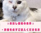 お試し価格♡5名様限定募集いたします 虹組さん✰現役さんとアニマルコミュニケーションいたします☾ イメージ2