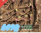 メルカリで野草販売のお手伝いします 災害時の非常食にもなる野草、フリマアプリで売れます。 イメージ5