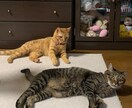 不安、不満、ストレス、愚痴、何でも聞きます 心に溜まったもの、私に話してみてくだ楽になりましょう～ イメージ3