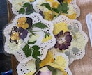押し花しおり、コースターを作ります 季節の花をラミネートして作りました。 イメージ1