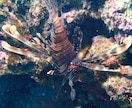 フリー素材提供します 海素材多め、風景など色々あります。 イメージ8