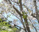 雑談〜お悩みまで☆なんでも優しく穏やかにお聞きます どんな事でも大丈夫✨安心して心の内をお話ください☘️ イメージ6