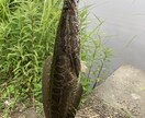 川釣を始める方に道具等の紹介をします 学生ならではの釣り方や、小さい所の攻め方まで イメージ5