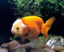 失敗しない金魚の育て方教えます 金魚の育て方初めから教えます！元気な金魚・死なせない金魚 イメージ2