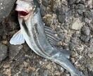 釣り初心者の方にアドバイス致します 釣り初心者方に分かりやすくアドバイスいたします！ イメージ1