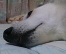 老犬の介護の相談に乗ります 最後の瞬間まで幸せに過ごせるよう老犬介護士がお手伝いします イメージ1