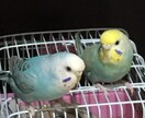 コンパニオンバード(鳥さん)のアドバイスします コンパニオンバード飼育アドバイザー。鳥さんのお困りに応えます イメージ4