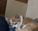 犬猫小動物｜生き物好きさんの相談や自慢話を聴きます トークルームで10通やりとり-通話と違い落ち着いてトーク可能 イメージ3