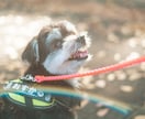 あなたのペットかわいく撮ります 犬、猫、鳥、ハムスター、爬虫類！全てのペット撮影します！ イメージ2