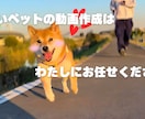 可愛いペットの動画編集いたします ペットの動画を最大限可愛く編集できます！！ イメージ5