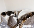 お試し価格♡5名様限定募集いたします 虹組さん✰現役さんとアニマルコミュニケーションいたします☾ イメージ3