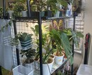 ガチ園芸店員がお家の植物のお悩み解決します 園芸店勤務の経験を活かして、観葉植物の相談に乗ります！ イメージ1