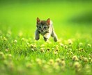 タイムウェーバーを使って願望実現のお手伝いをします ハッピーな毎日を過ごしませんか？^ ^ イメージ1