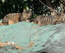 こんな簡単なことで？なんでも習慣化できます その悩み、解決してみませんか？ イメージ1