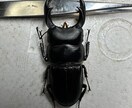 昆虫標本の作成を代行します 屋号名: BOOM INSECT イメージ4