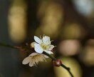 写真撮影代行、悩み相談などを受け付けます 自然を撮ることを得意としており、悩み相談もぜひどうぞ。 イメージ5