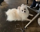 ペットの写真をイラスト風に加工修正いたします ポストカードやグッズに！オンリーワンのイラストを作成 イメージ2