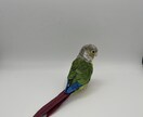 リアルで可愛いペットのインコ人形を作成します 大事なペットちゃんを和紙で可愛く作ります！ イメージ3