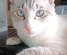 可愛い猫の写真よろしくおねがいします 可愛い猫の写真ですよろしくお願い致します イメージ1