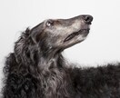 愛犬との家族写真ご自宅でもできます ご自宅でスタジオクオリティの家族写真を。 イメージ7