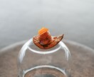 おいしく、美しい料理写真を撮影します こだわりの一皿を、心に残る一枚に。 イメージ2